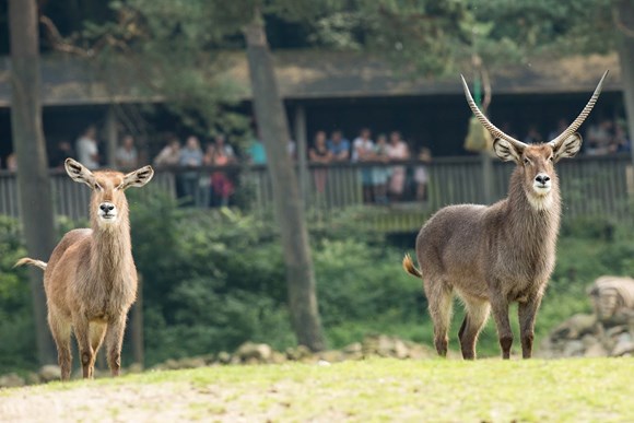 Burgers’ Zoo גן חיות בורגרס