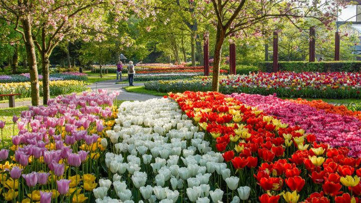 גני קוקנהוף Keukenhof