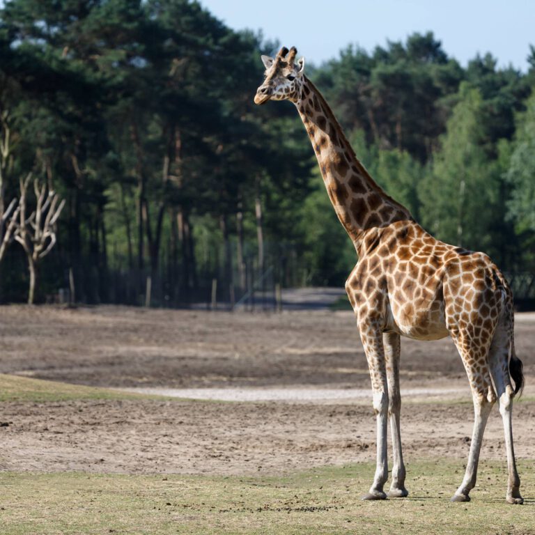 Safari Park Beekse Bergen