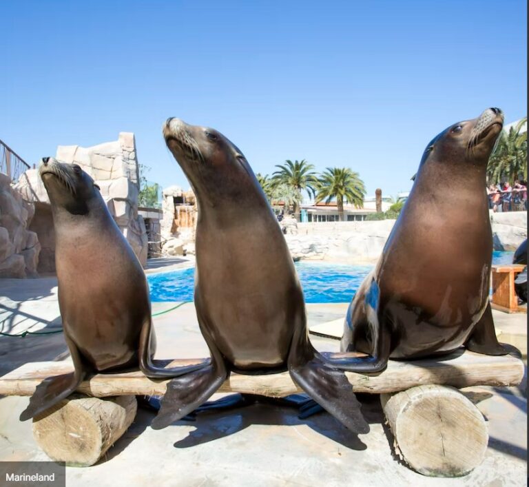 פארק מרינלנד Marineland Côte d'Azur